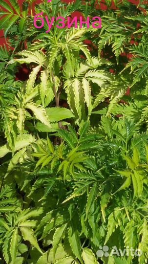 Декоративные кустарники для сада