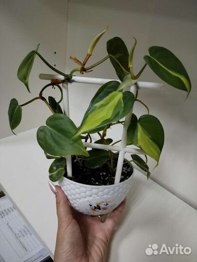 Филодендрон сканденс бразил