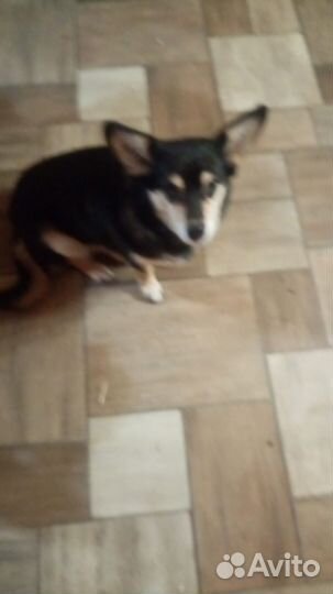 В добрые руки