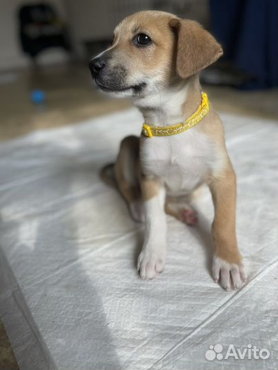 Щенки бесплатно