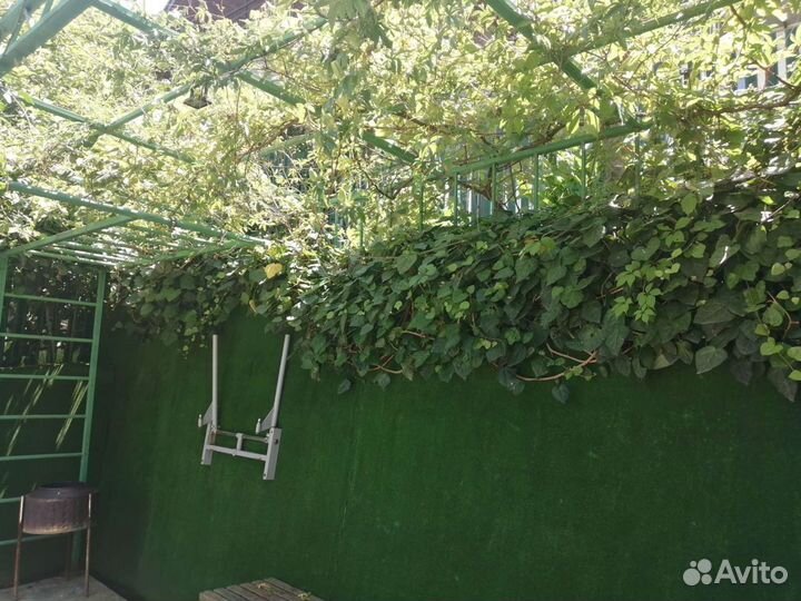 Саженцы декоративные гибискус пассифлора плющ