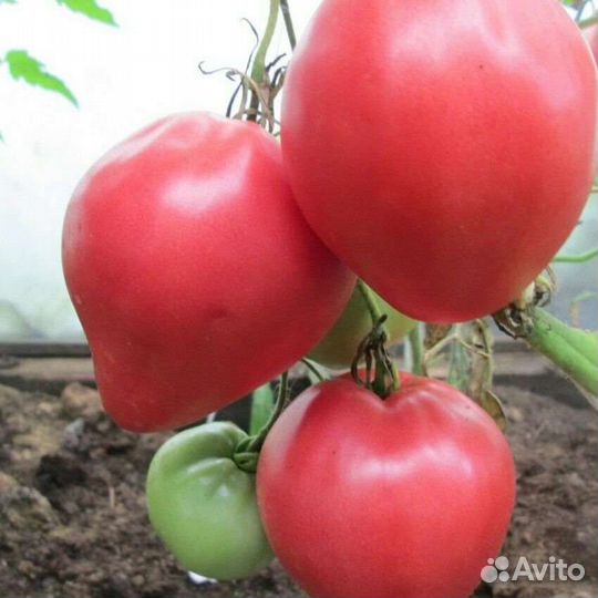 Бычье сердце настоящее, сорт с 50-х годов. Семена