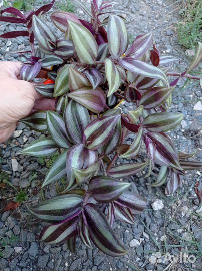 Комнатные растения