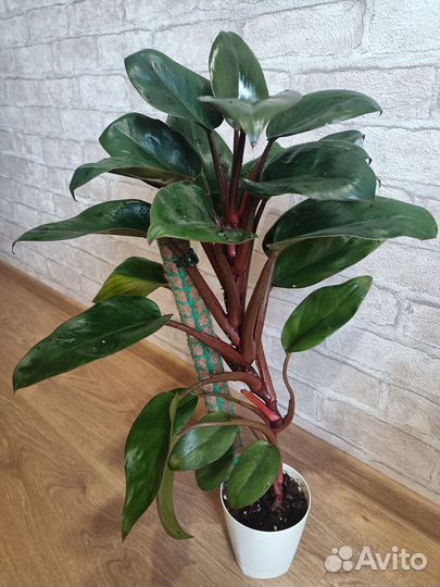 Филодендрон конго ред