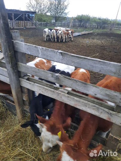 Коровы, бычки, телят
