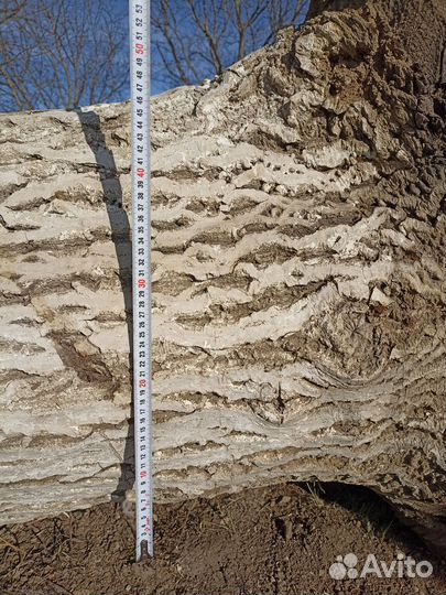 Спил грецкий орех