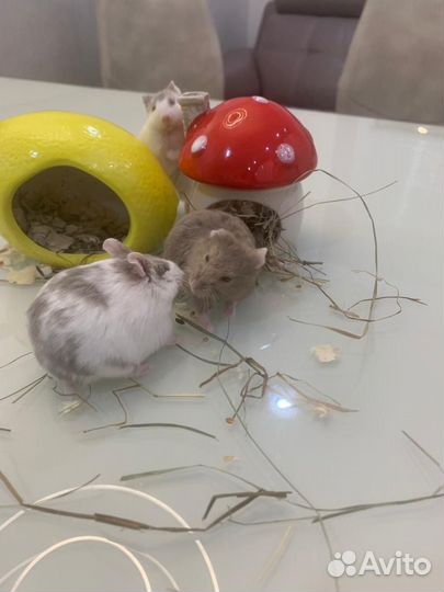 Хомяк кэмпбелла