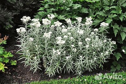 Лихнис 2 вида