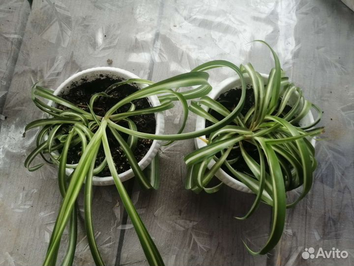 Хлорофитум