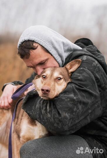 Метис лайки Агата