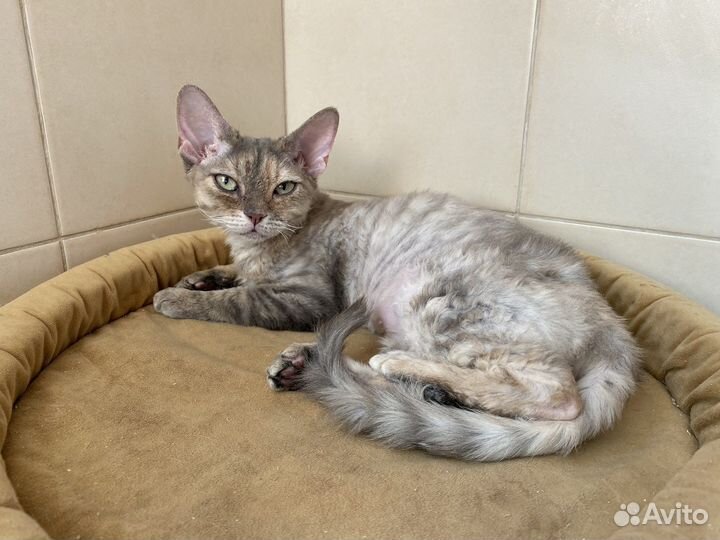 Девон-рекс на любой вкус