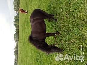 Пони кабылка