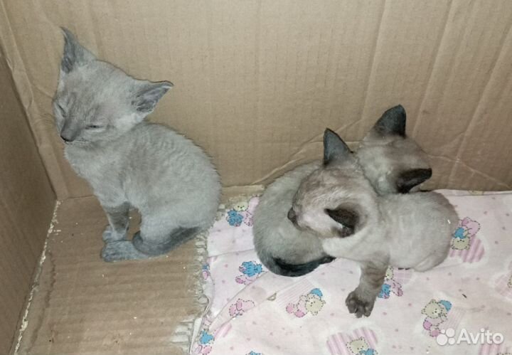 Котята корниш-рекс