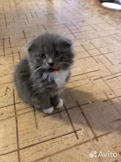 Шотладские котята