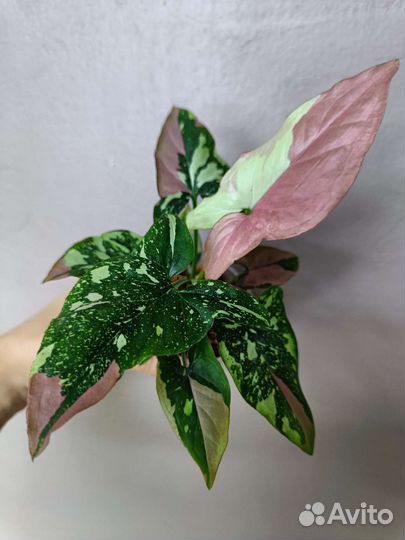 Сингониумы Рэд Спот триколор