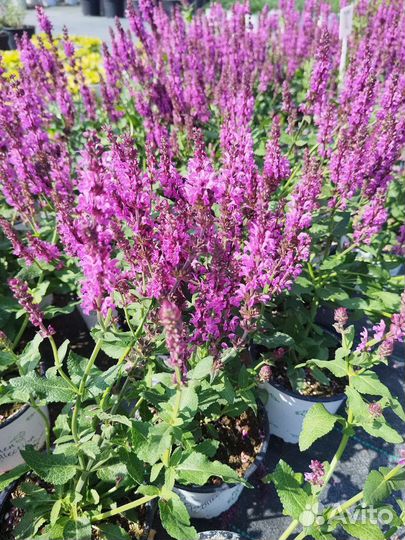 Шалфей дубравный