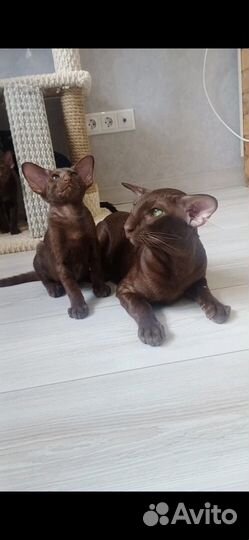 Ориентальные котята