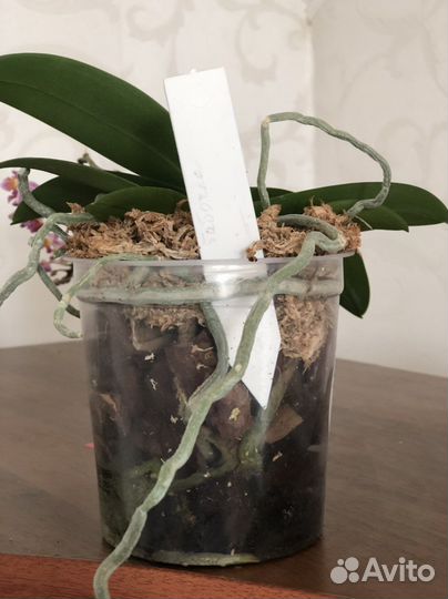 Орхидея фаленопсис пелорик