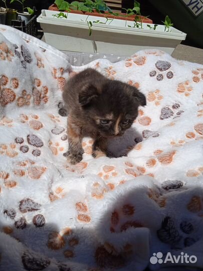 Кто ищет себе пушистого друга