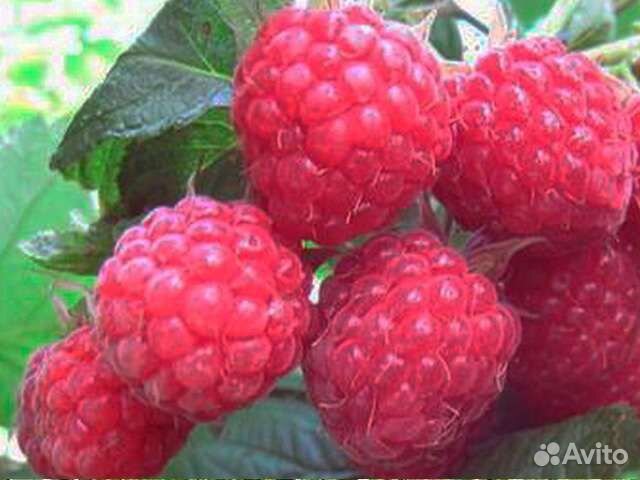 Малина сорт Пингвин