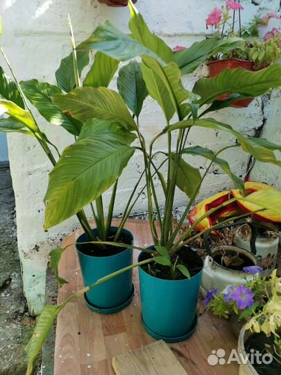 Спатифиллум