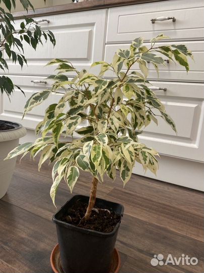 Фикус бенджамина белый