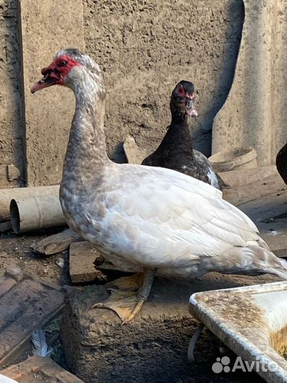 Мускусные утки тяжелые линии