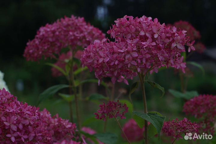 Гортензия древовидная