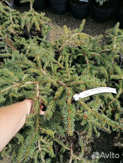 Ель procumbens(прокумбенс) c3