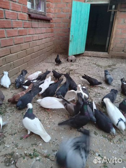 Продажа бакинских голубей