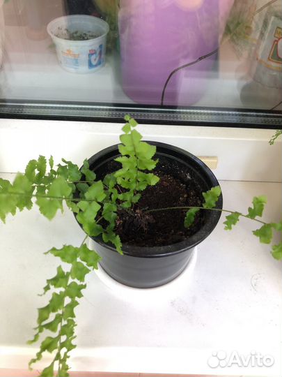 Папортник. Кудрявый