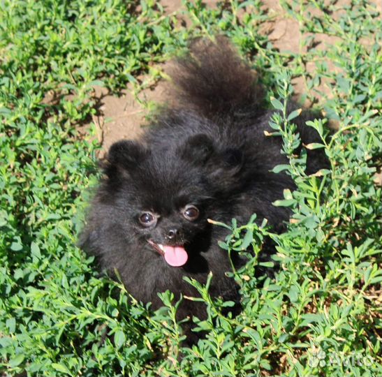 Девочка шпиц