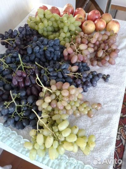 Саженцы винограда