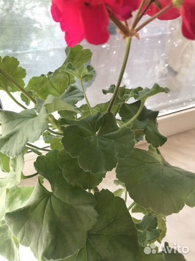 Герань пеларгония