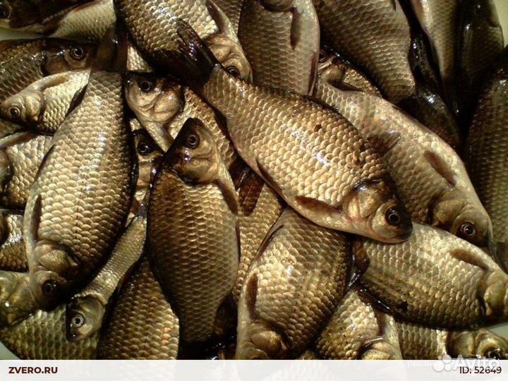 Живец карась