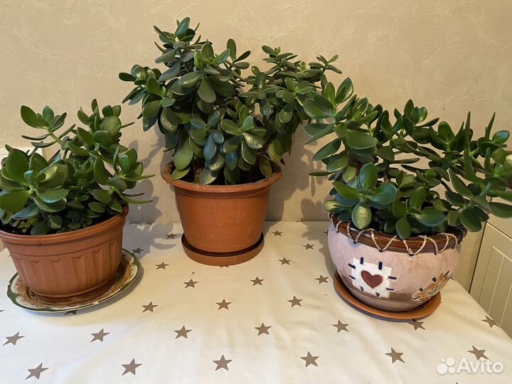 Толстянка или денежное дерево