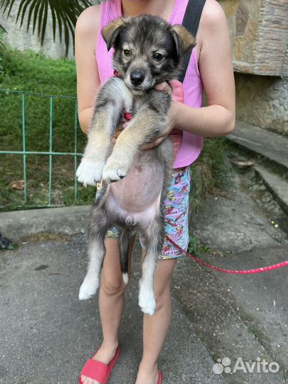 Щенок в добрые руки