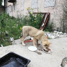 Собака в добрые руки щенок