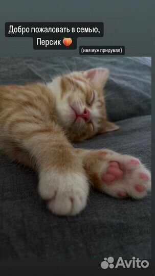 Котик бесплатно