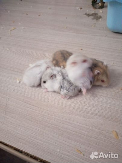 Джунгарский хомяк