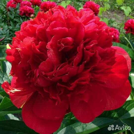 Ред Чарм. Пион