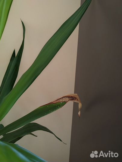 Пальма юкка неприхотливая