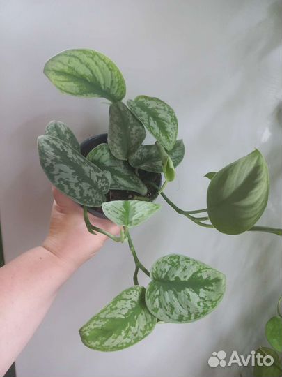 Филодендроны