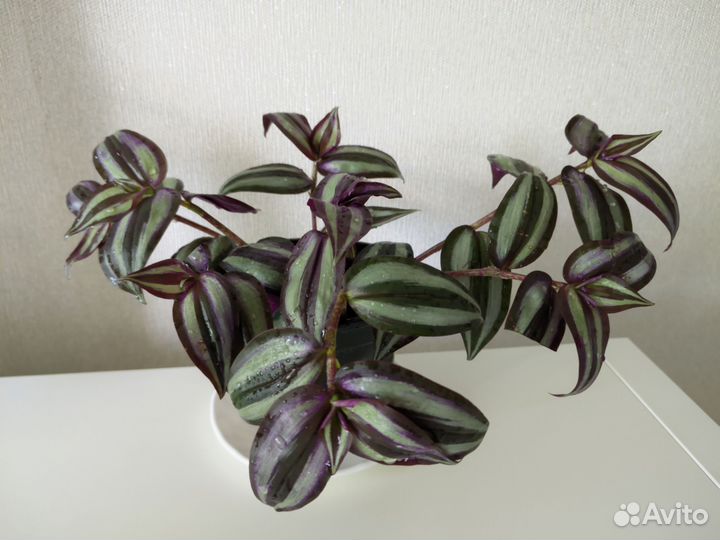 Традесканция зебрина