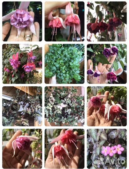 Комнатные цветы(большой ассортимент)