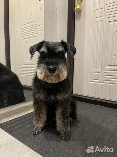 Щенки метисы Цвергшнауцера