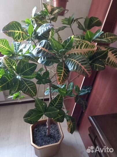 Кротон (кодиеум)