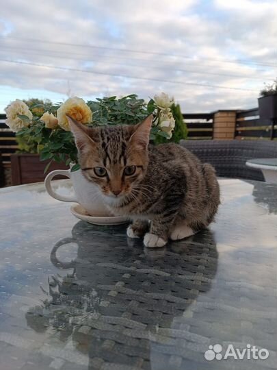 Полосатый котенок