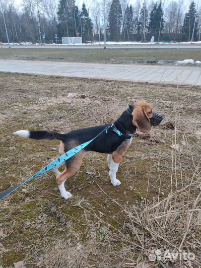 Щенок Бигль Девочка