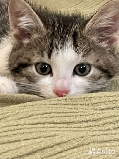 Очаровательные котята, мальчики, 1,5 мес в добрые